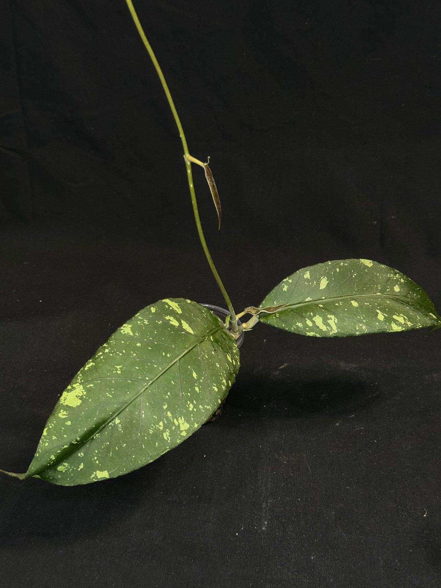 Hoya sp aceh splash, splashy big leaves