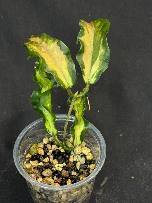 Hoya Kenejiana variegata, nice inner variegation, wavy leaves, rare and special (Copy)