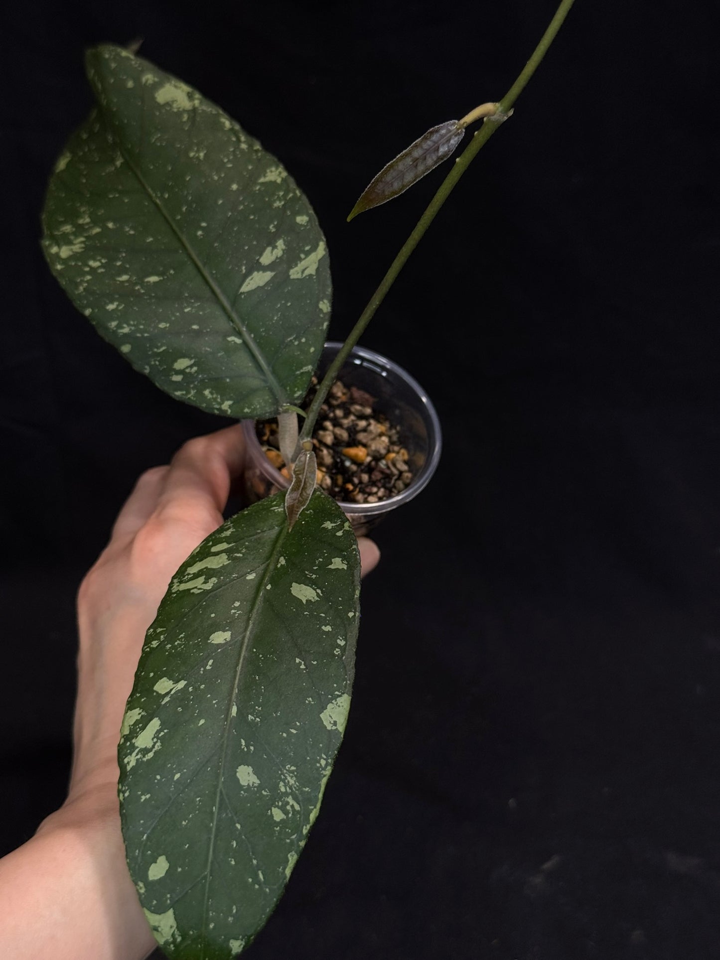 Hoya sp aceh splash, splashy big leaves