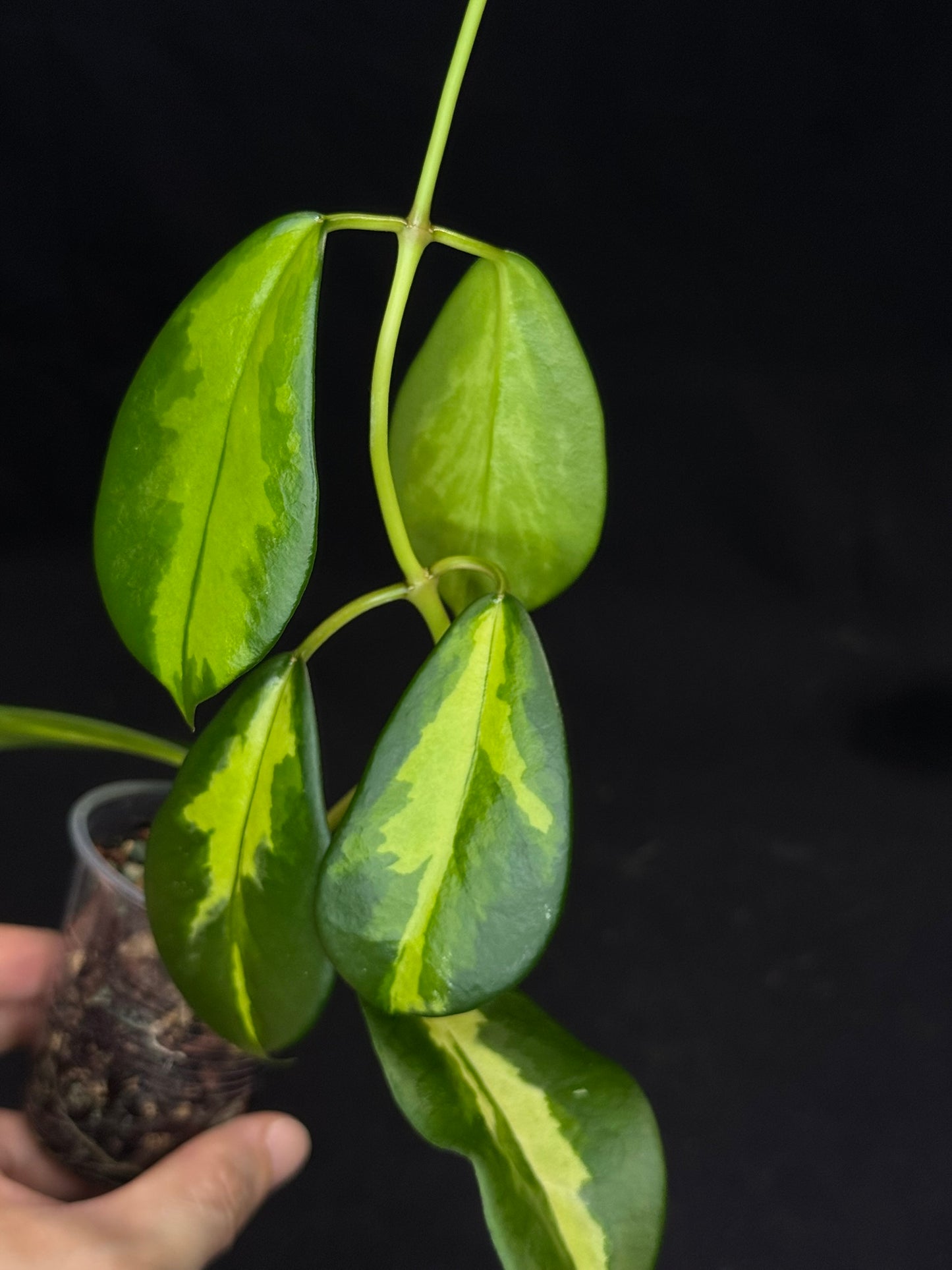 Hoya diversifolia maharani, lance-shaped leaves featuring vibrant inner variegation