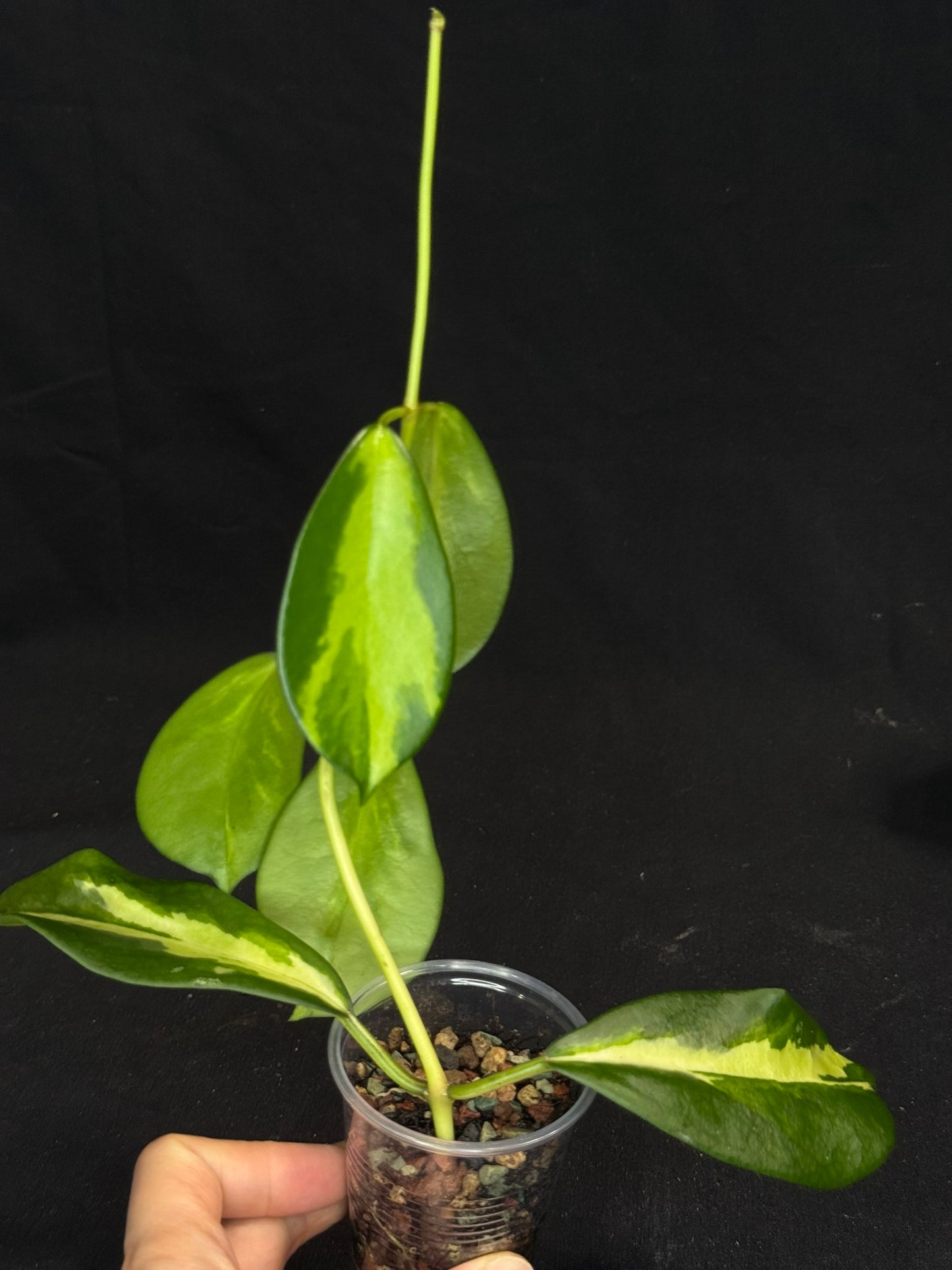 Hoya diversifolia maharani, lance-shaped leaves featuring vibrant inner variegation
