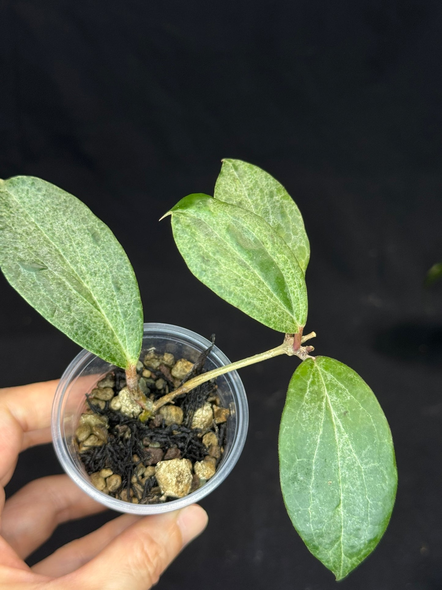 UNICORN🦄! Hoya crocodile, nice variegation color, super rare (Upgrade Shipping is recommended)