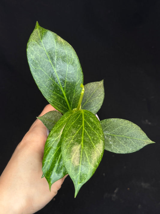 Hoya obscura silver, nice silver green leaves