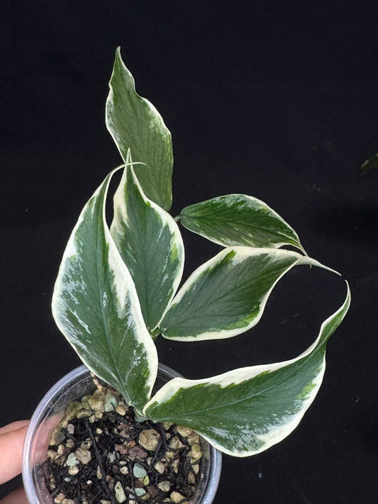 UNICORN🦄! Hoya polyneura ice queen, super rare