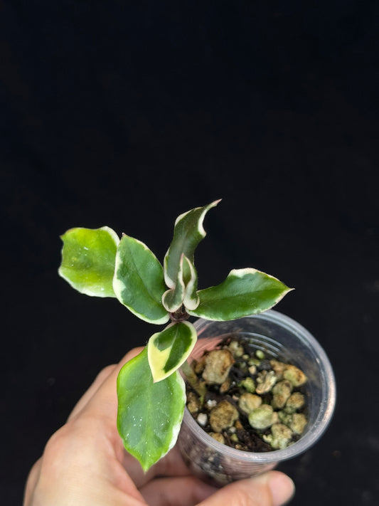 Hoya Carnosa Holliana, rare and small variated leaves