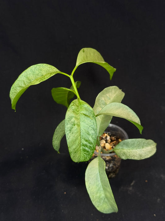 Hoya multiflora silver 'Wonder Phil', silver leaves, active growth, well-rooted