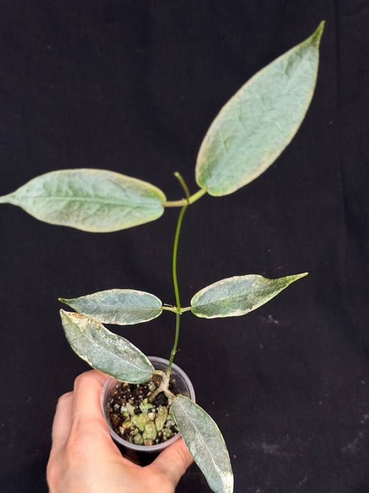 hoya archboldiana albomarginata, speical leaves