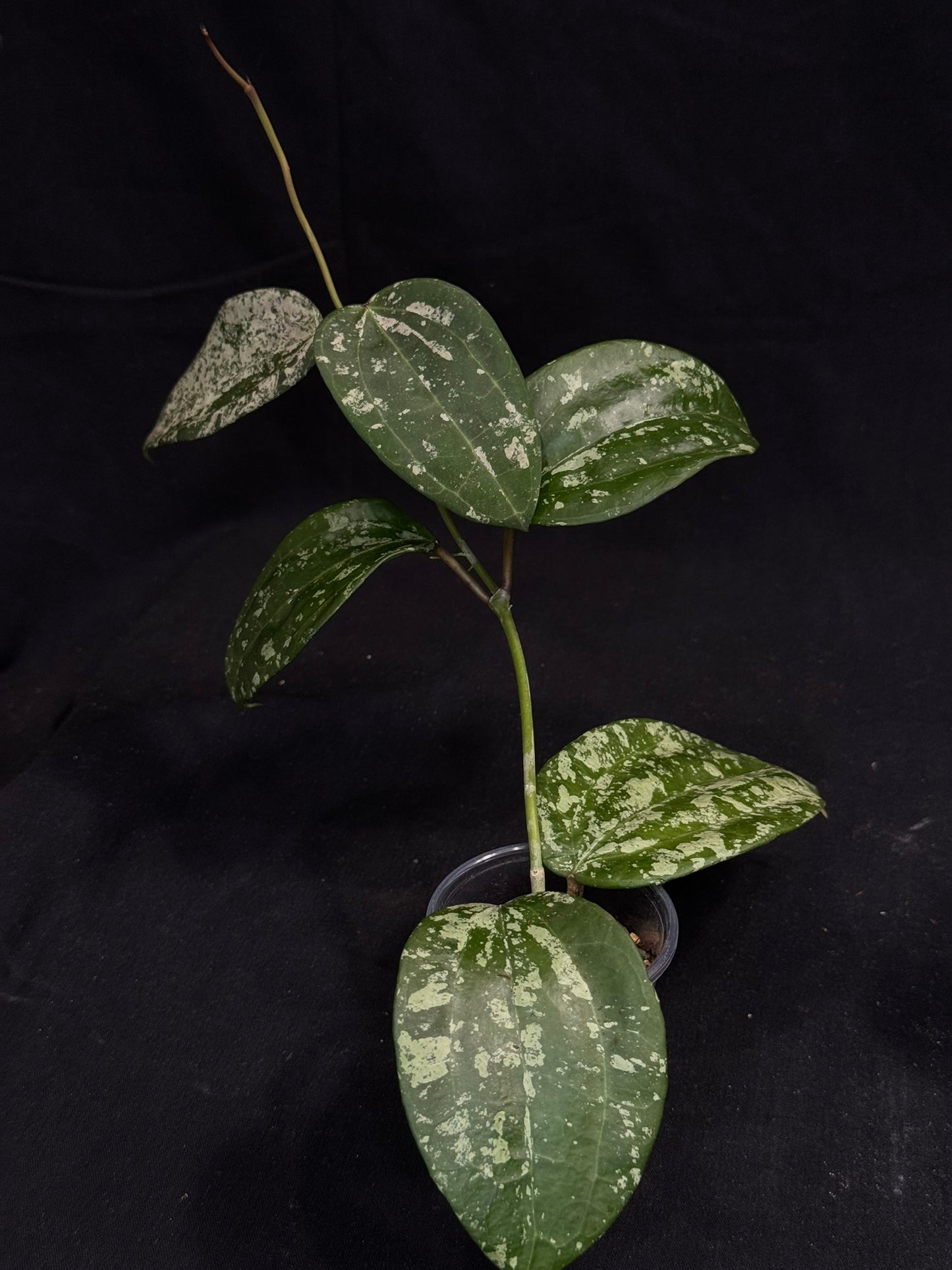 UNICORN🦄! Hoya latifolia ‘MRH’, nice silvery leaves, rare