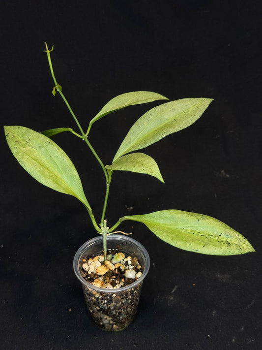 Hoya Nicholsoniae 'New Guinea Ghost', pure silver leaves