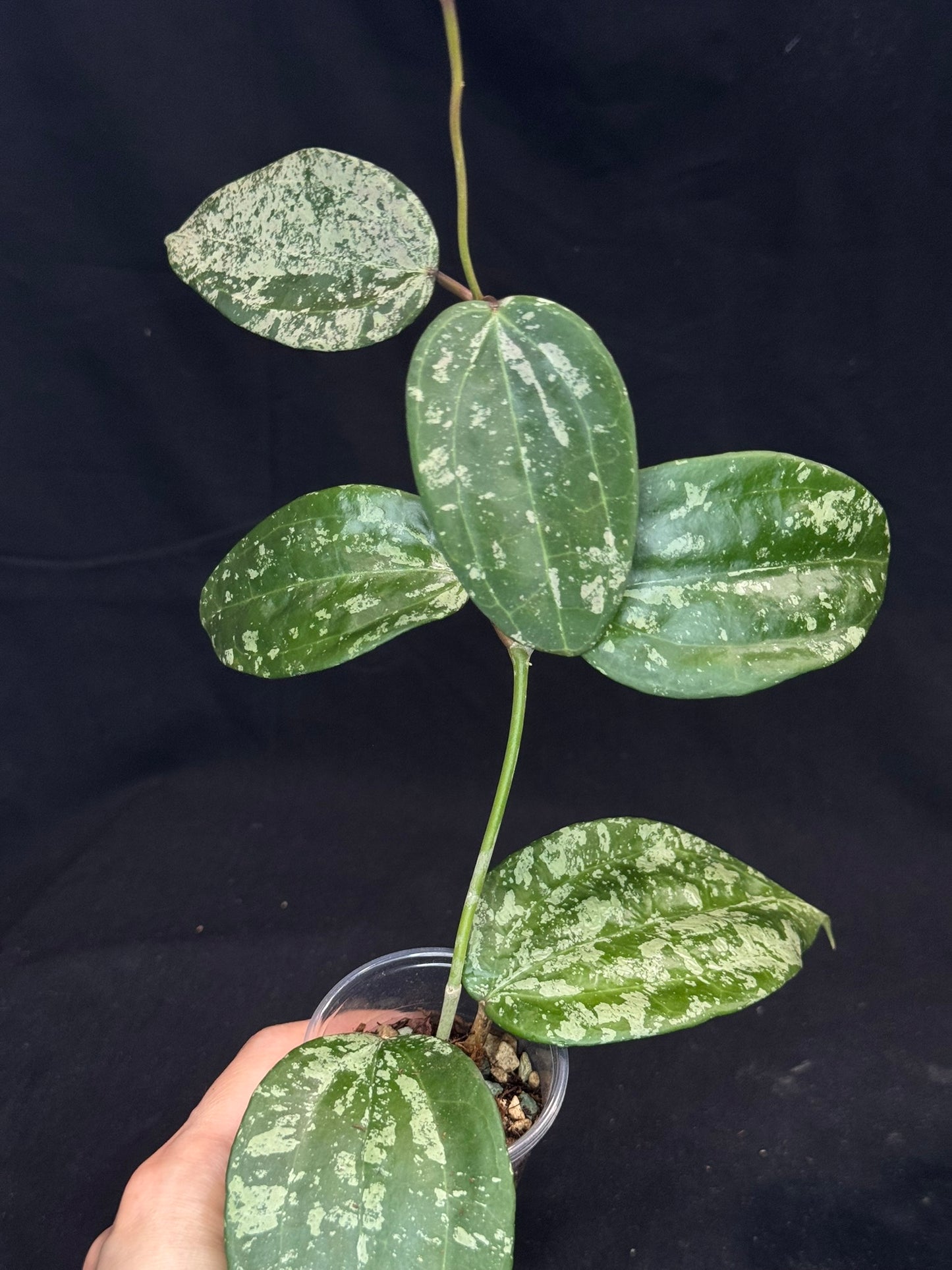 UNICORN🦄! Hoya latifolia ‘MRH’, nice silvery leaves, rare