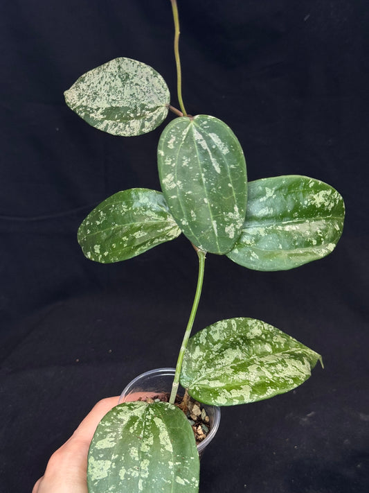 UNICORN🦄! Hoya latifolia ‘MRH’, nice silvery leaves, rare