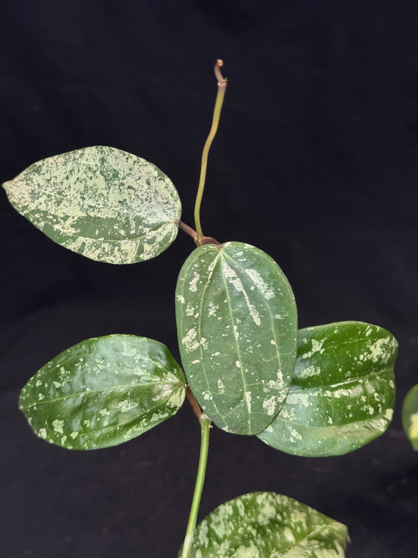 UNICORN🦄! Hoya latifolia ‘MRH’, nice silvery leaves, rare