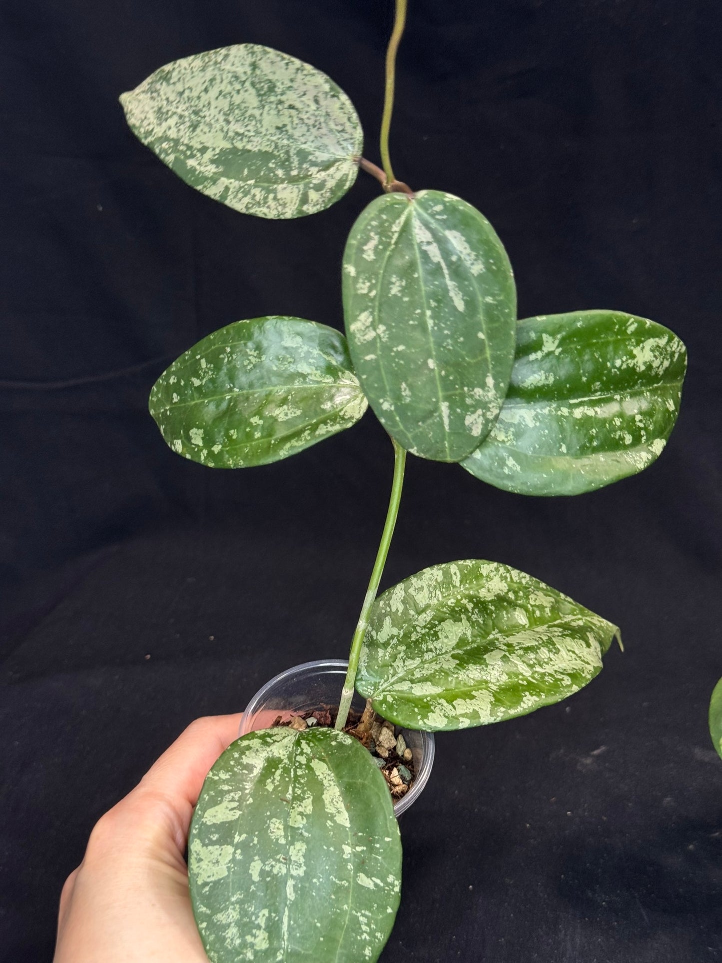 UNICORN🦄! Hoya latifolia ‘MRH’, nice silvery leaves, rare