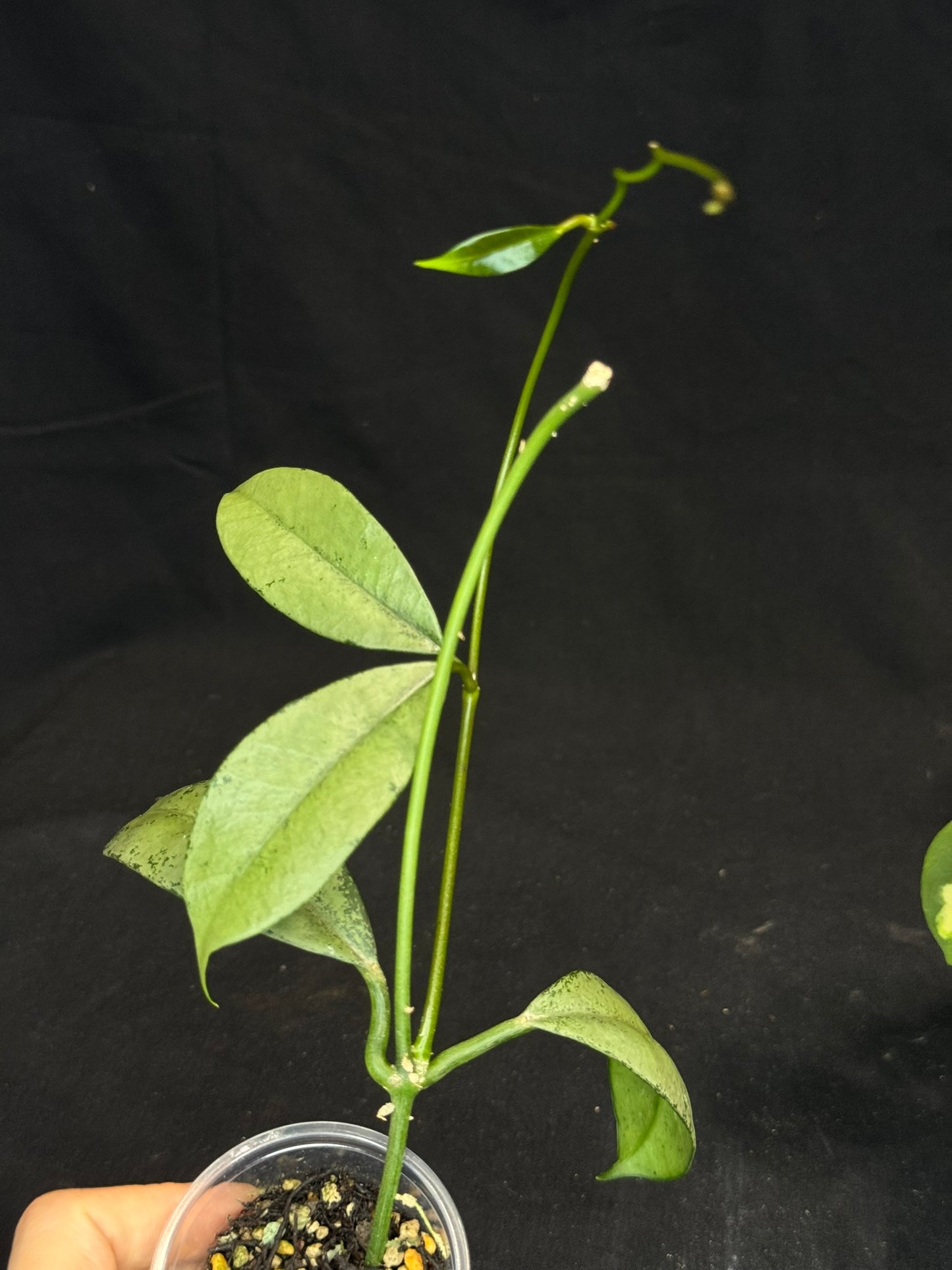 Hoya griffithii silver, clone 1, nice silvery leaves
