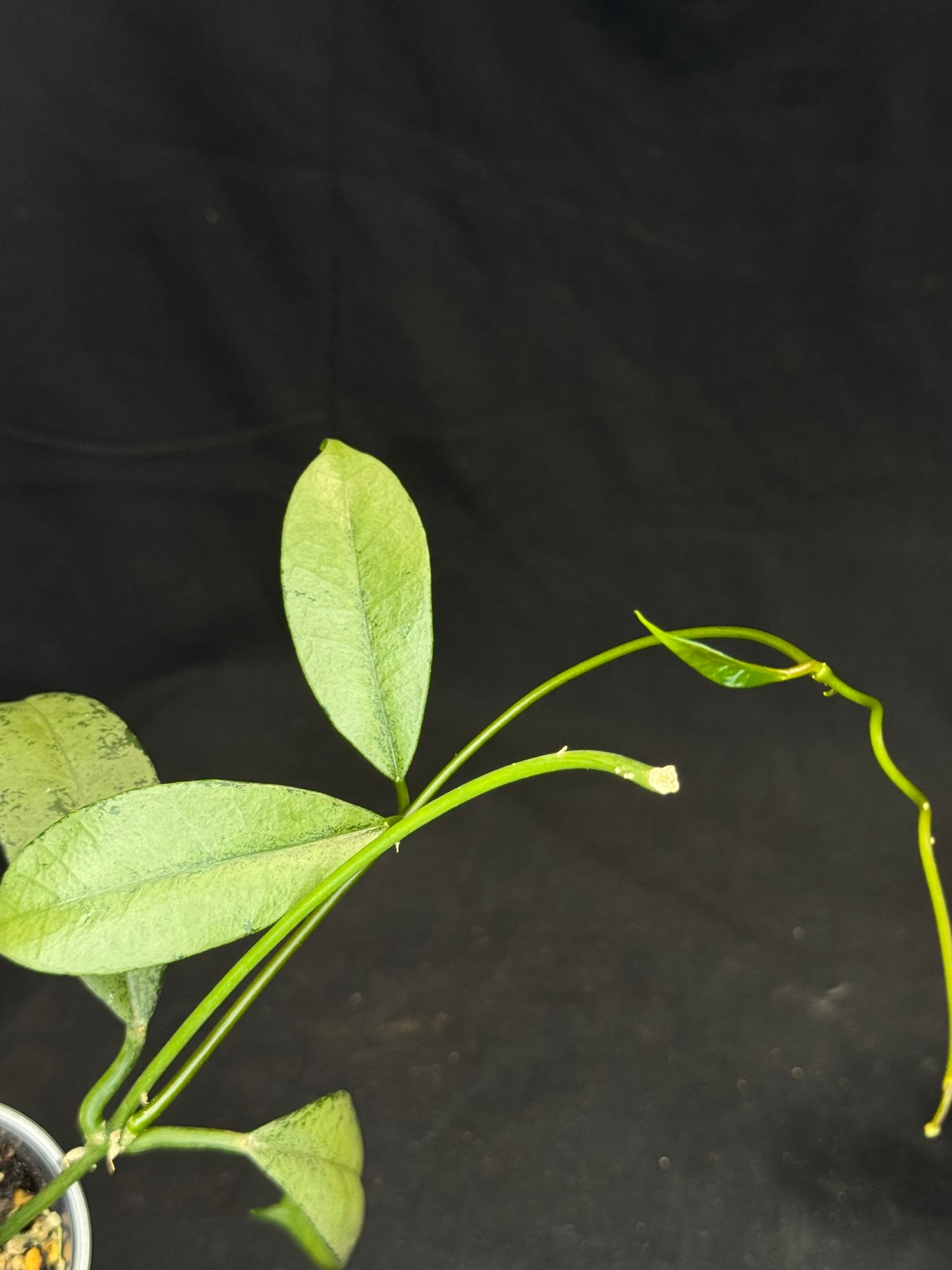 Hoya griffithii silver, clone 1, nice silvery leaves