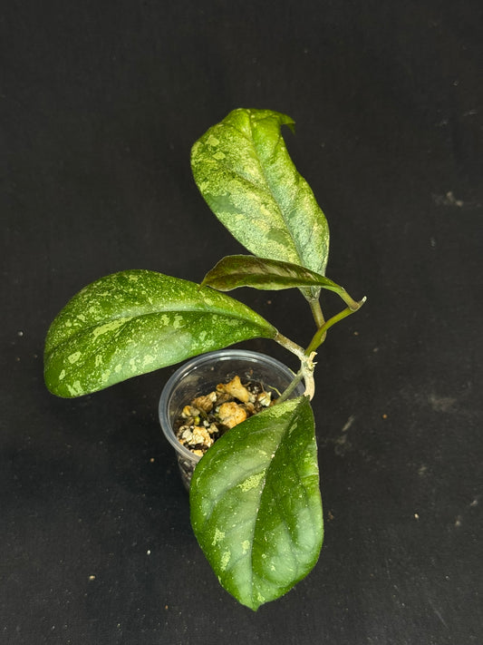 Hoya patcharawalai seedling by ice, rare