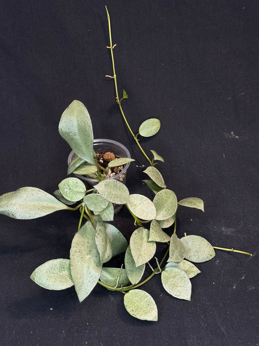 Hoya lacunosa silver mint coin, silvery and cute
