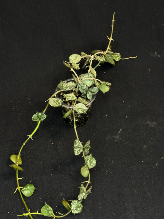 Hoya curtisii Silver, silvery small leaves, rare