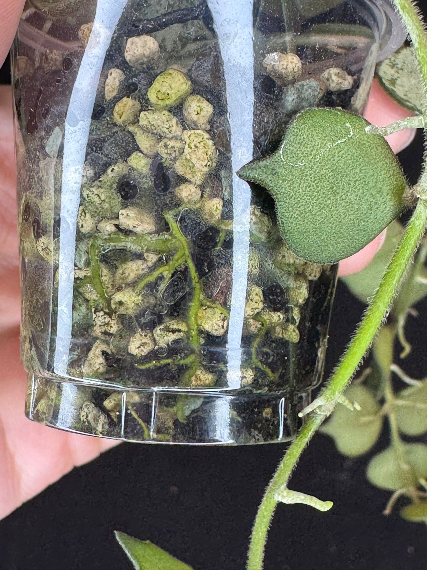 Hoya curtisii Silver, silvery small leaves, rare