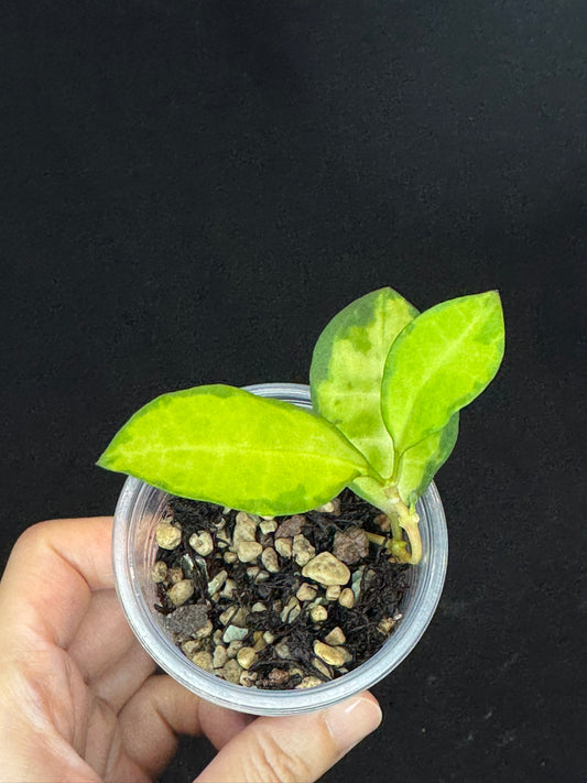 UNICORN🦄! Hoya elliptica variegated (#1), attracting variegation, super rare (Upgrade Shipping is required)