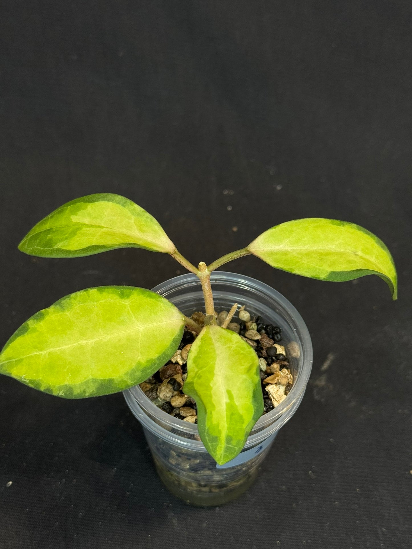 UNICORN🦄! Hoya elliptica variegated (#3), attracting variegation, super rare (Upgrade Shipping is required)