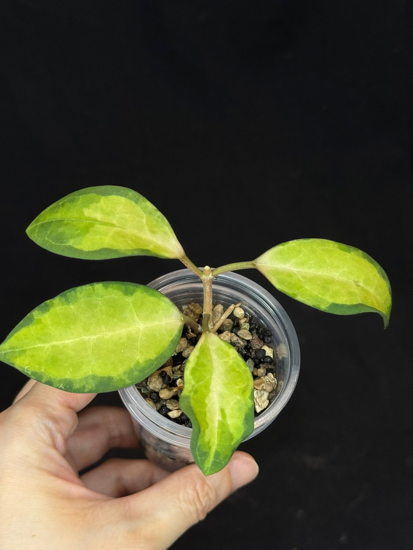 UNICORN🦄! Hoya elliptica variegated (#3), attracting variegation, super rare (Upgrade Shipping is required)