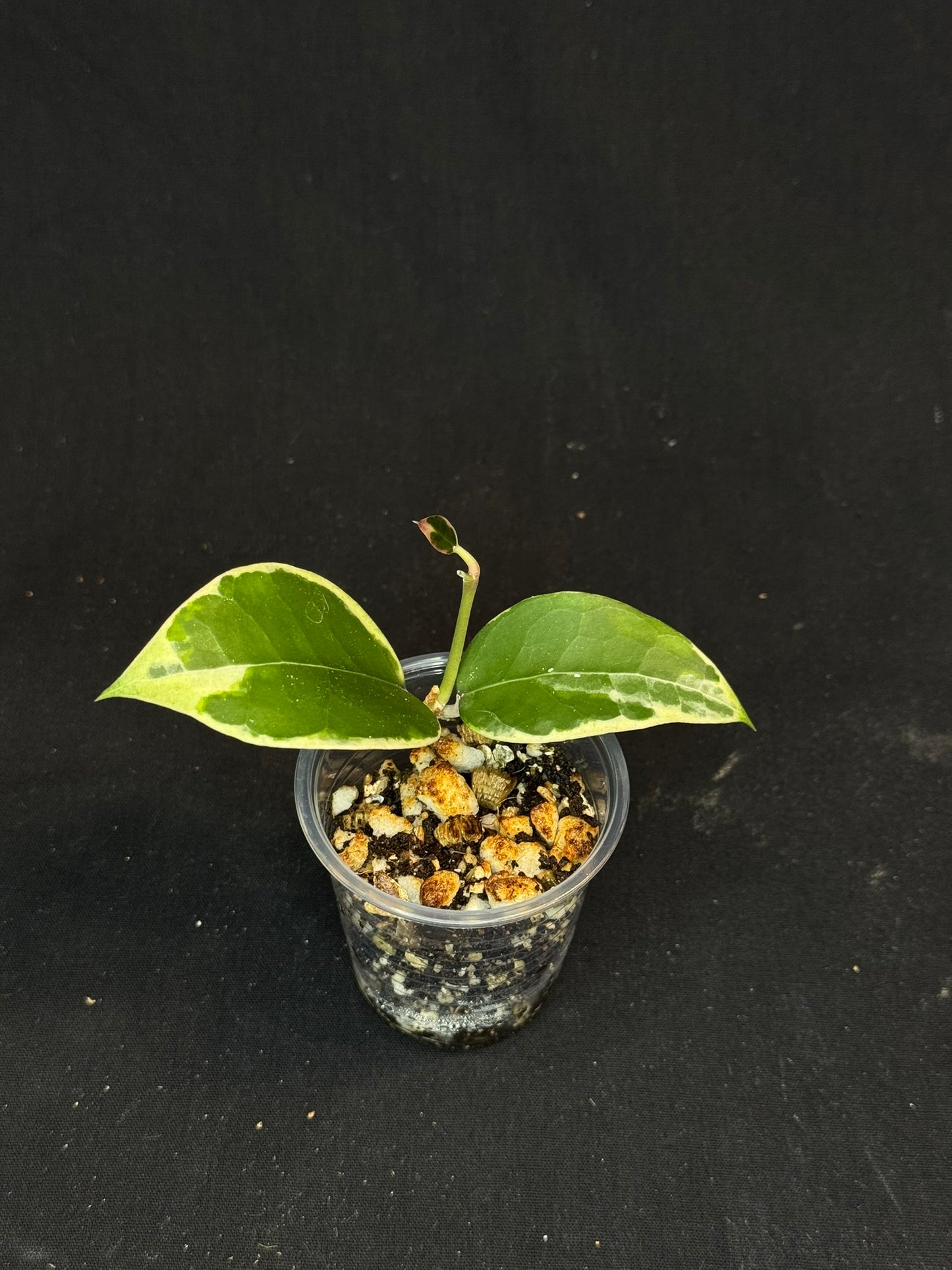 Hoya Panglai West Java (#1), albo variegation