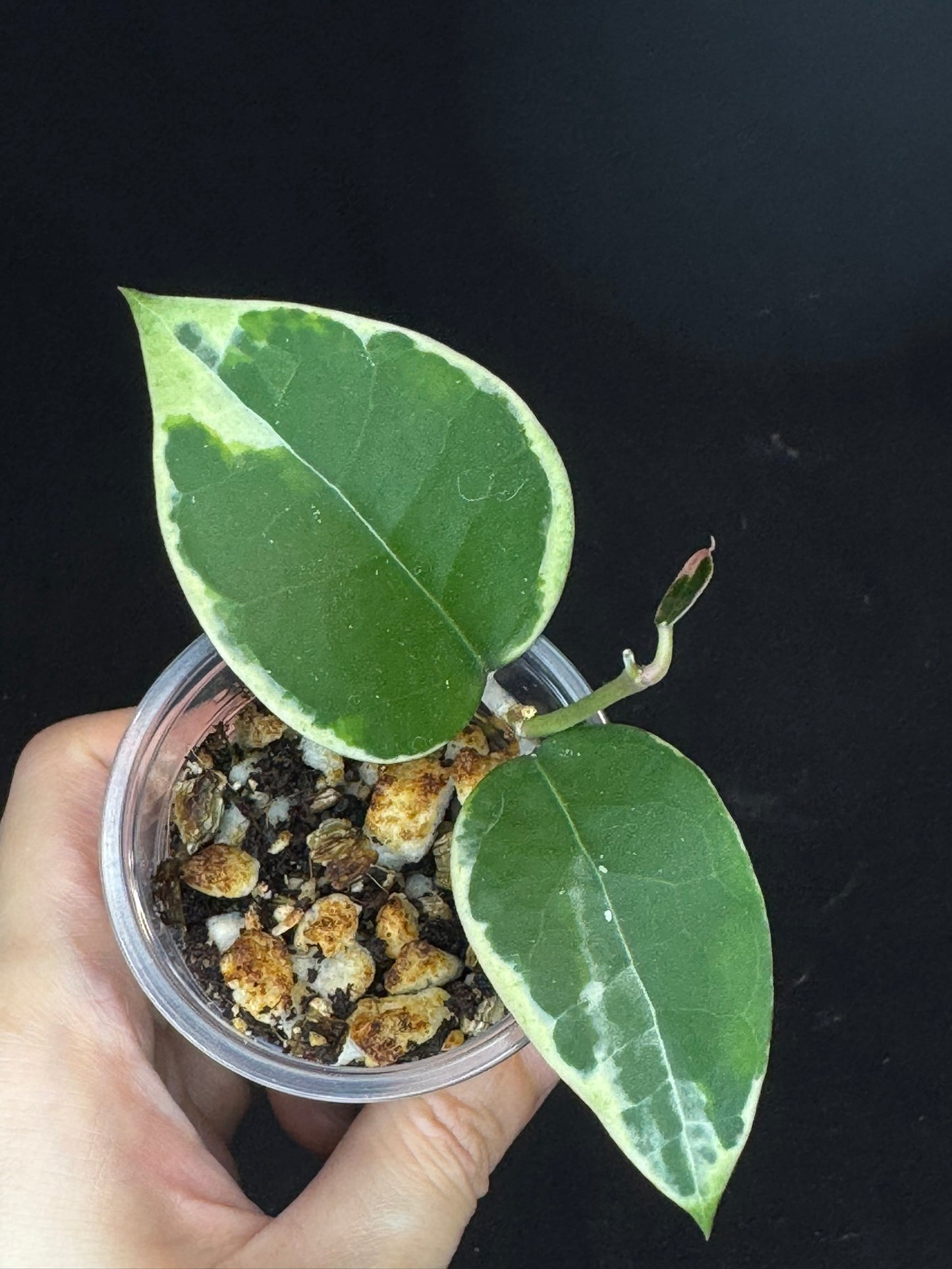 Hoya Panglai West Java (#1), albo variegation