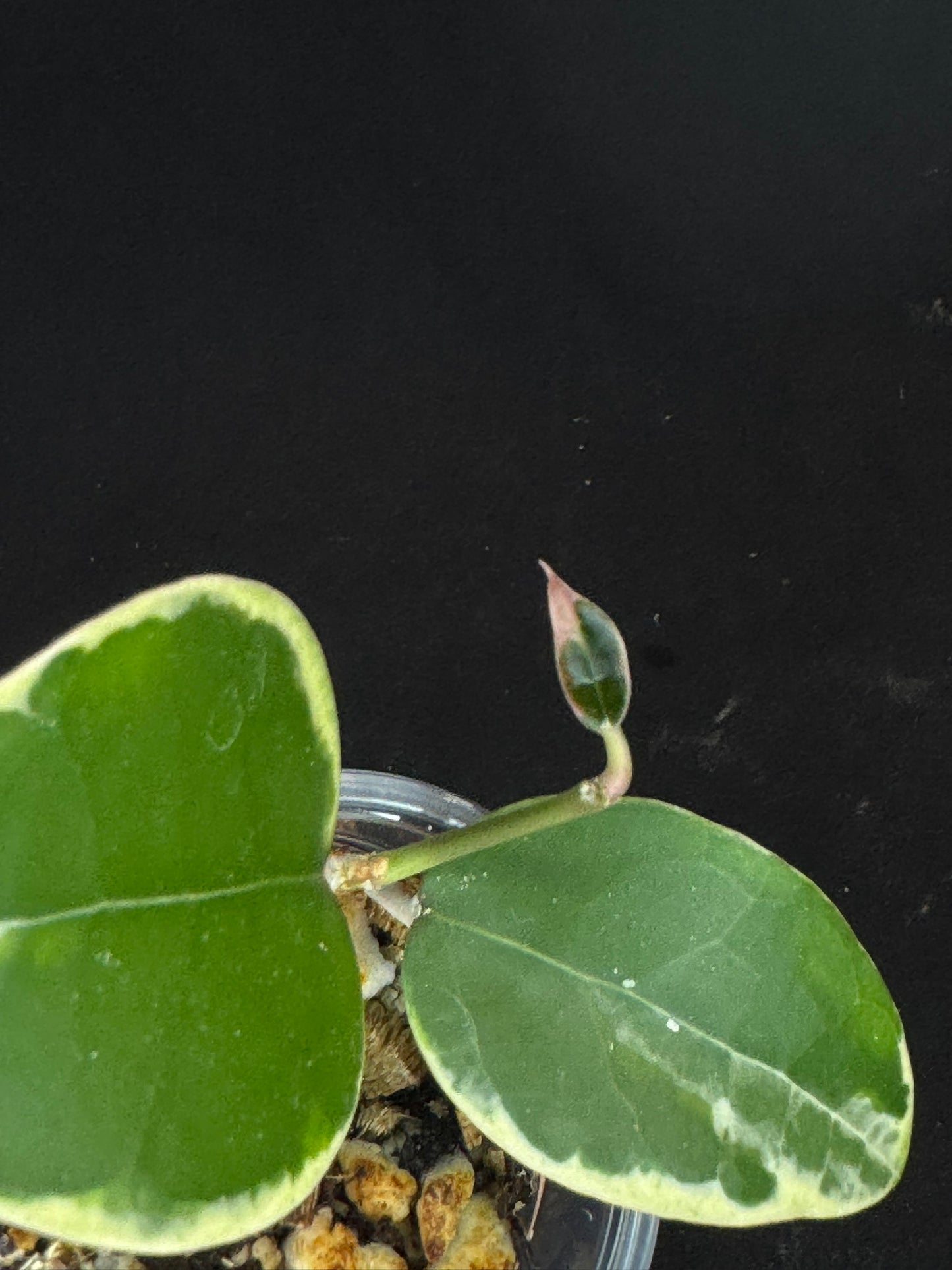 Hoya Panglai West Java (#1), albo variegation