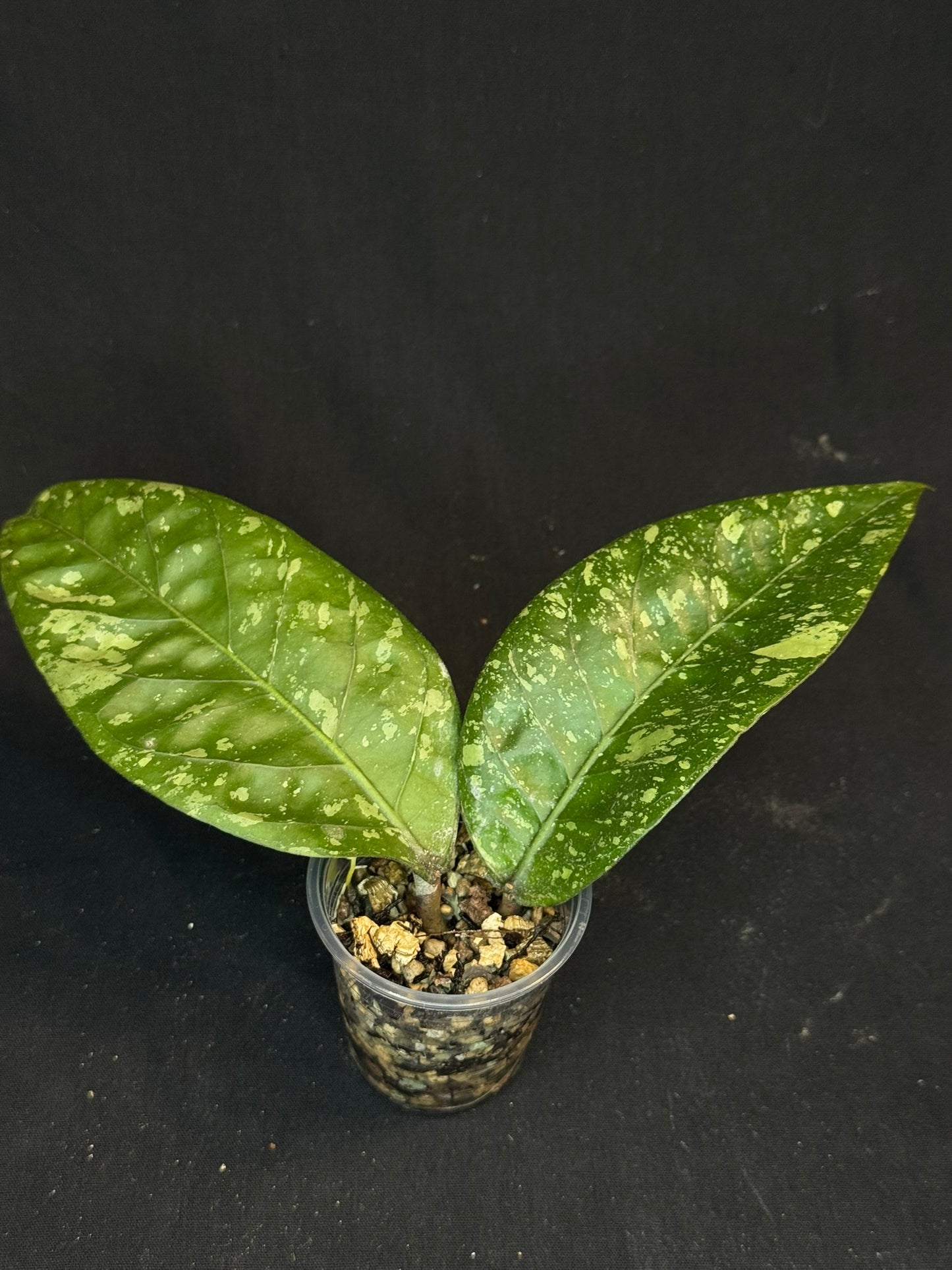 Hoya Aceh Gayo Lues, huge splash leaves, rare