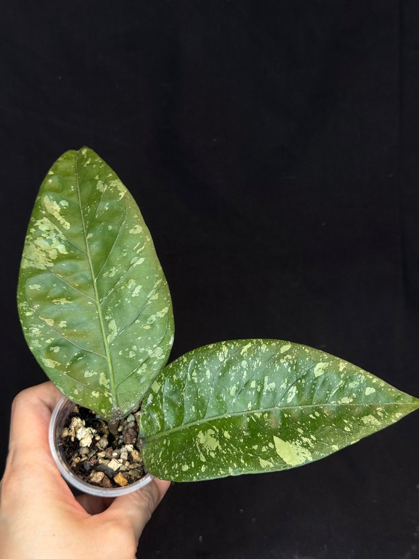 Hoya Aceh Gayo Lues, huge splash leaves, rare