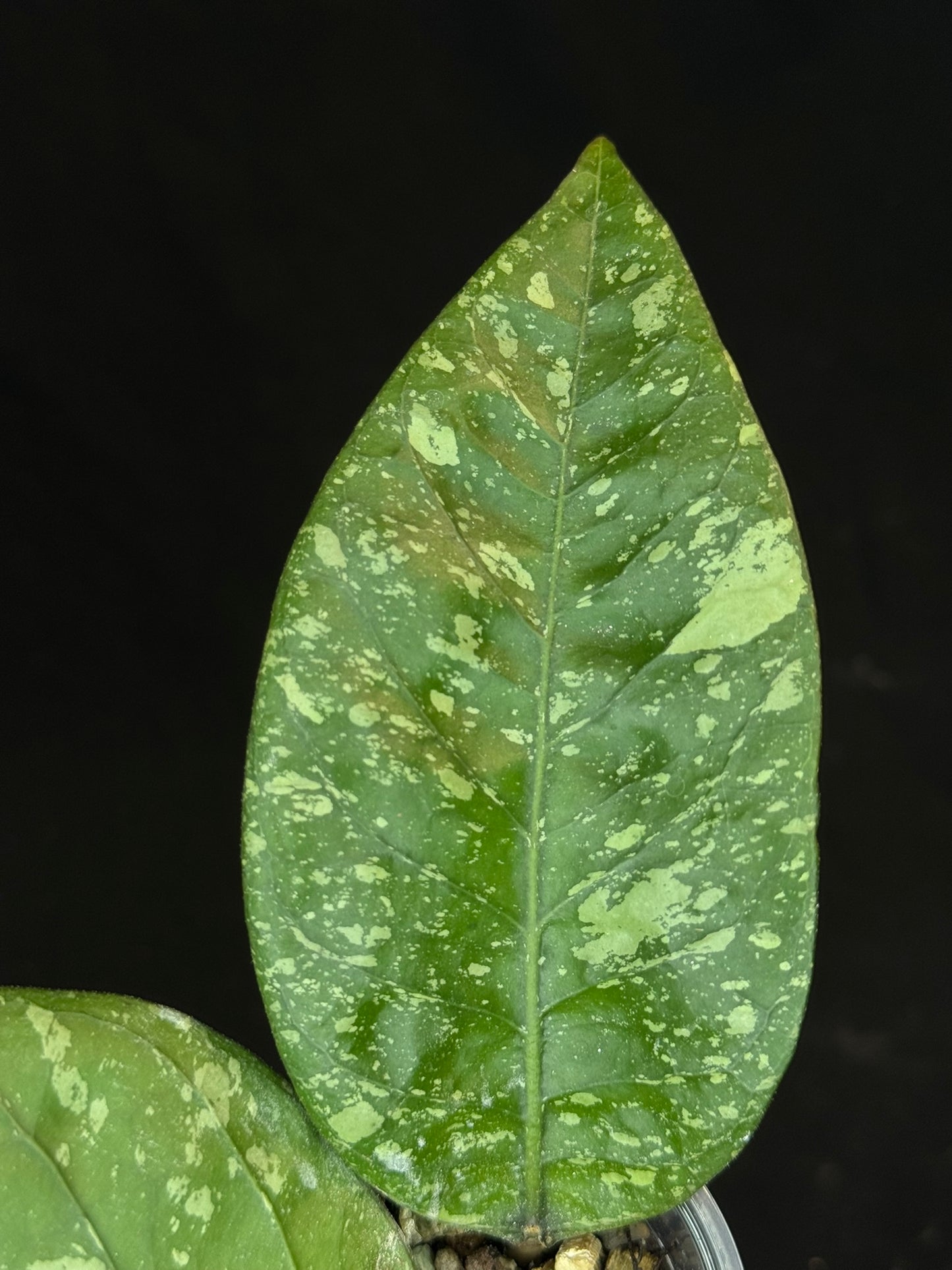 Hoya Aceh Gayo Lues, huge splash leaves, rare