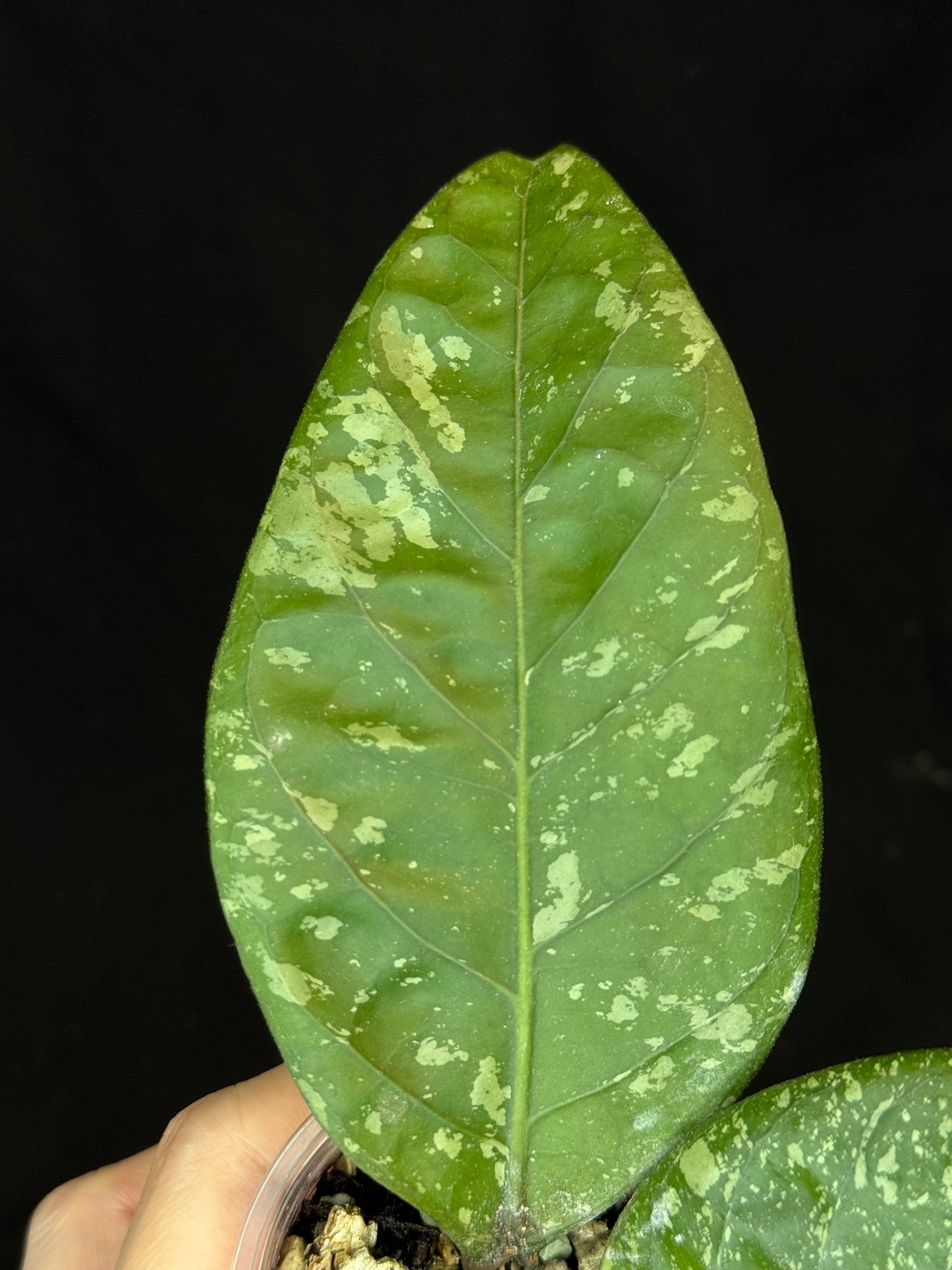 Hoya Aceh Gayo Lues, huge splash leaves, rare