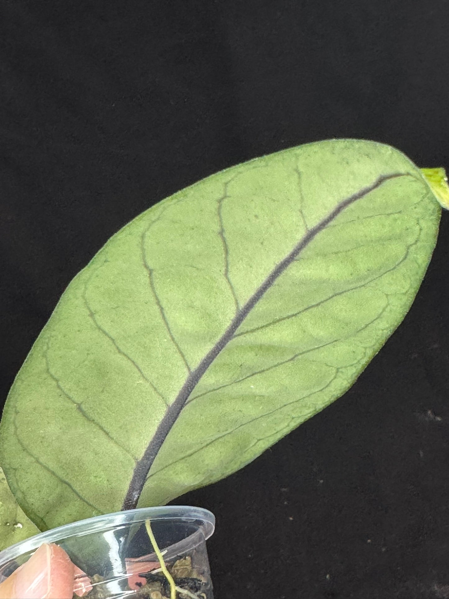 Hoya Aceh Gayo Lues, huge splash leaves, rare