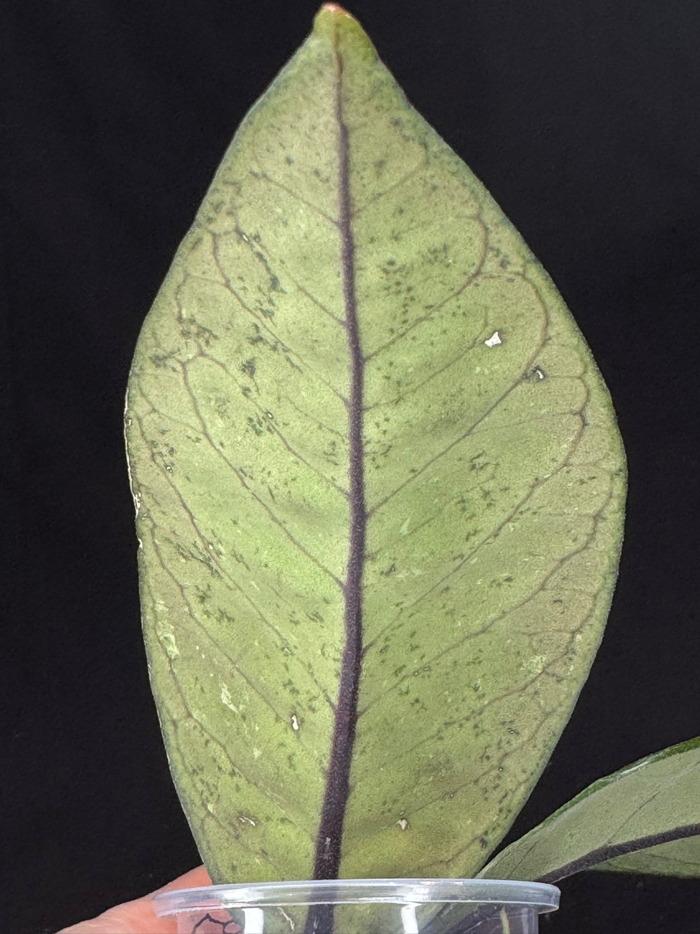 Hoya Aceh Gayo Lues, huge splash leaves, rare