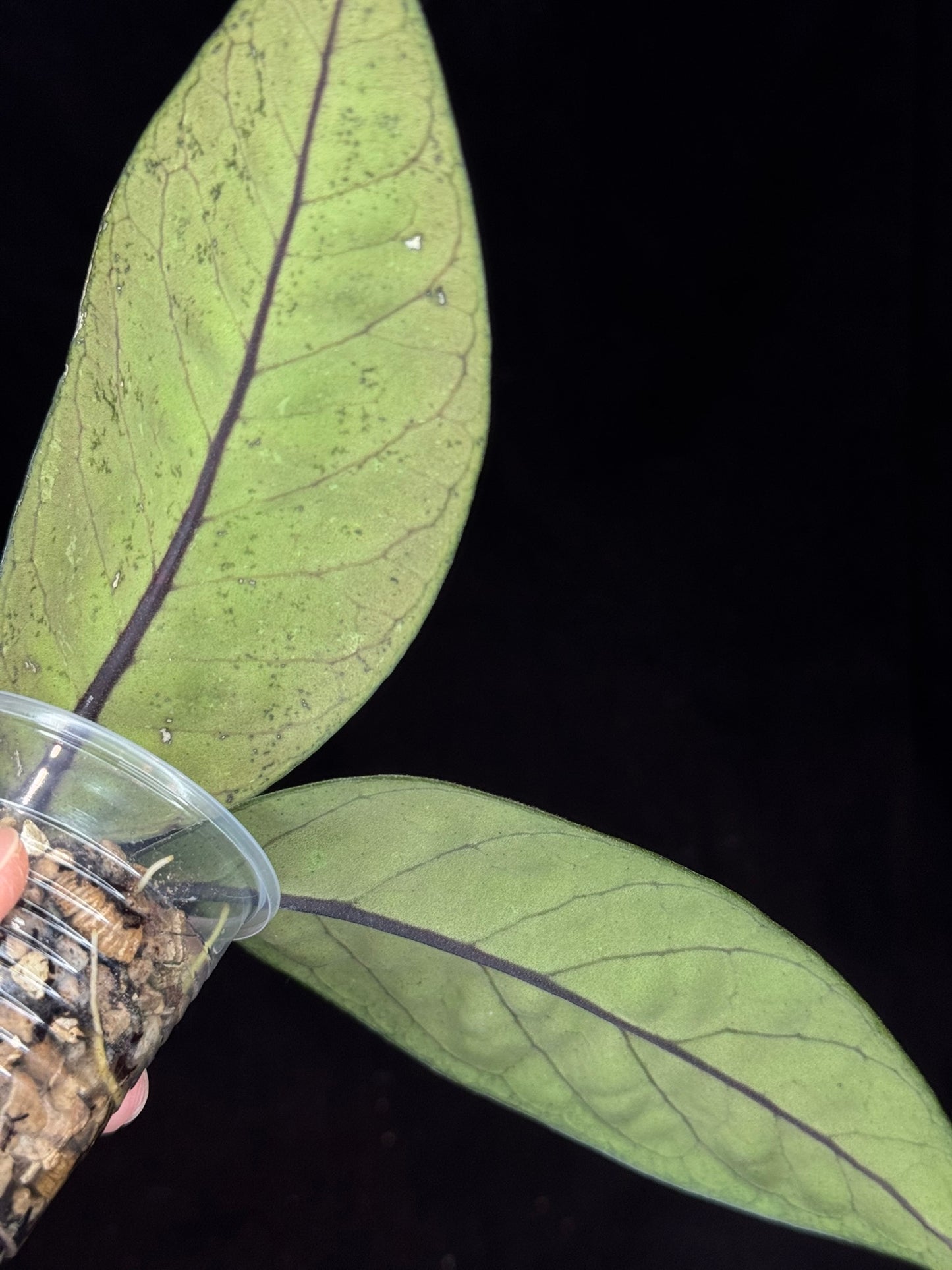 Hoya Aceh Gayo Lues, huge splash leaves, rare