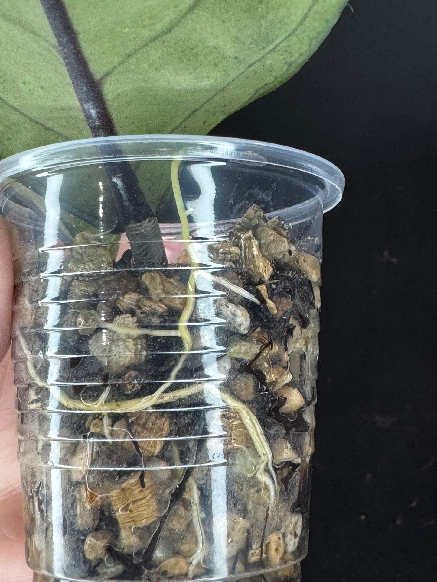 Hoya Aceh Gayo Lues, huge splash leaves, rare