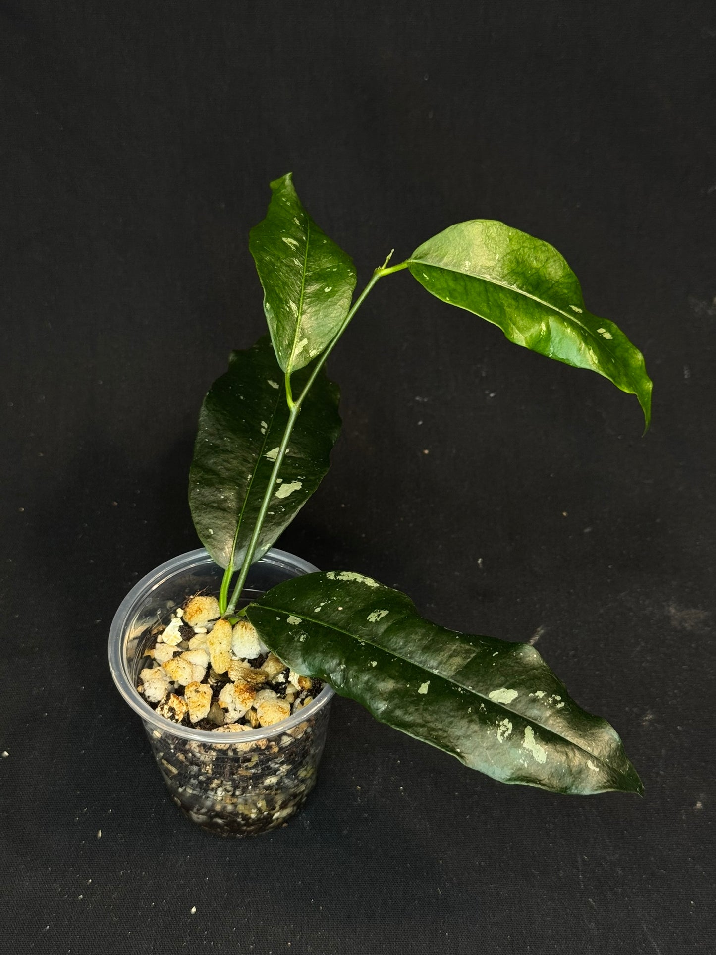 Hoya mappigera yellow corona, beautiful leaves and flower, unique umbrella-shaped flower