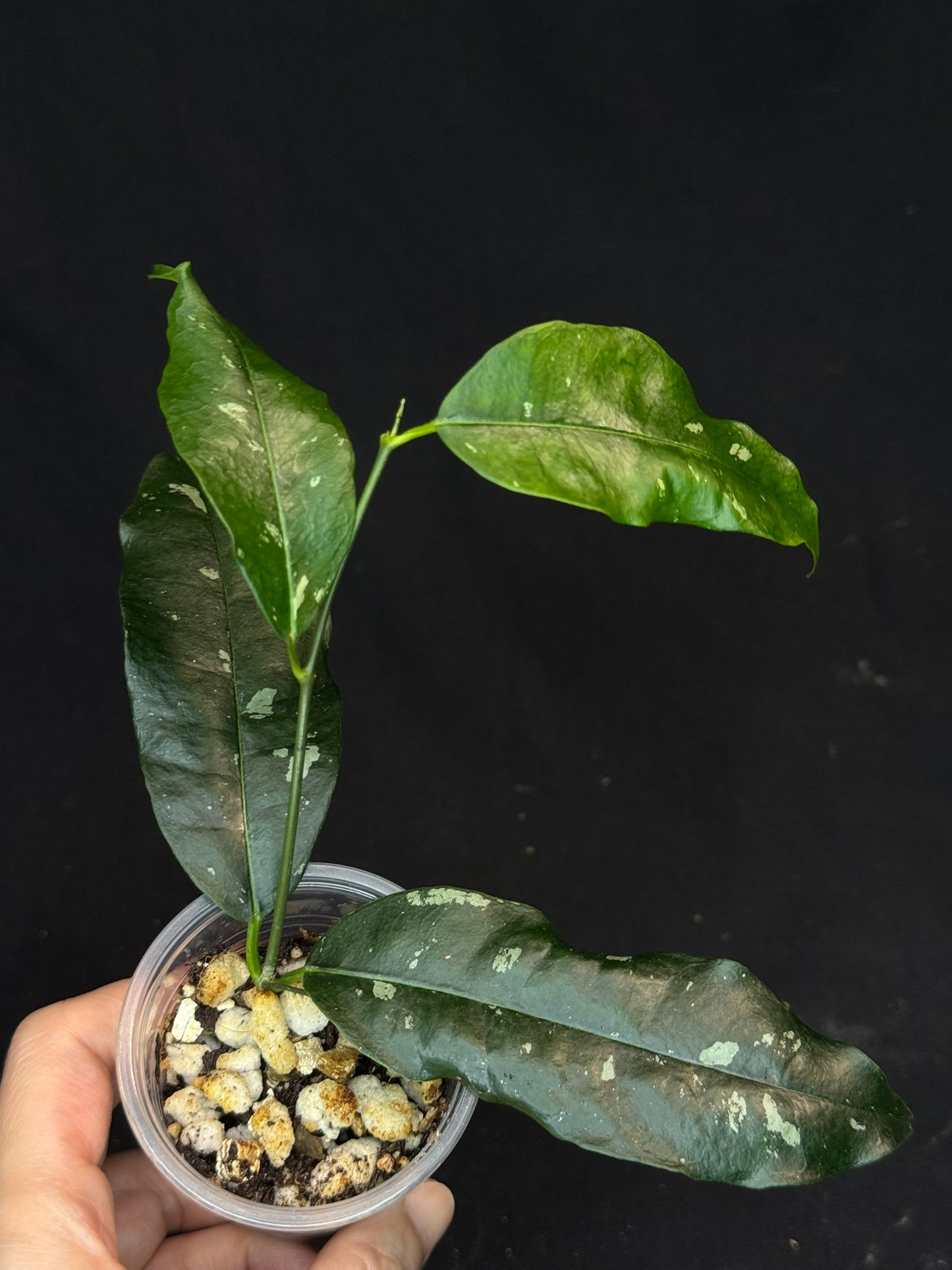 Hoya mappigera yellow corona, beautiful leaves and flower, unique umbrella-shaped flower