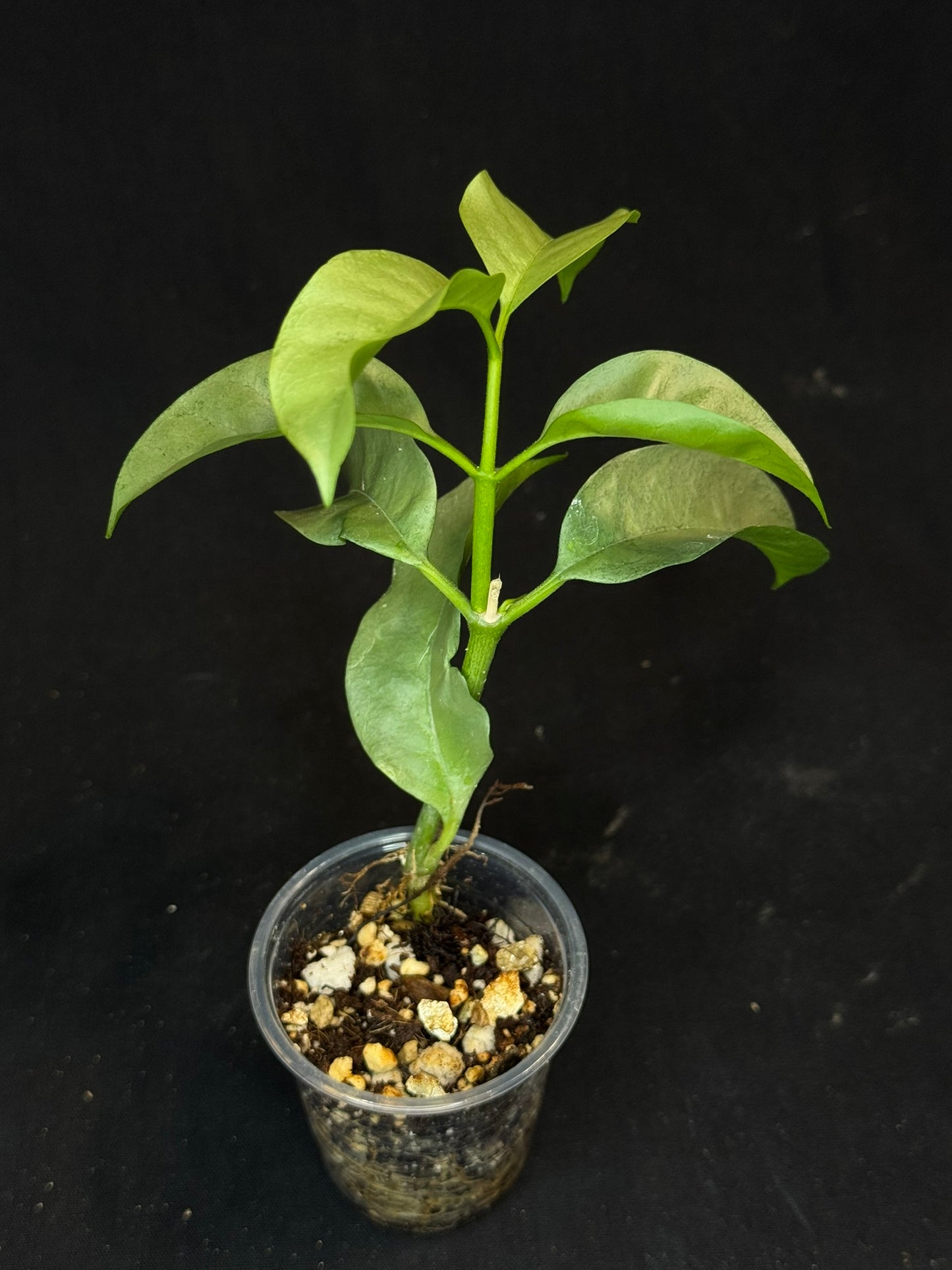 Hoya multiflora silver 'Wonder Phil', silver leaves, active growth, well-rooted
