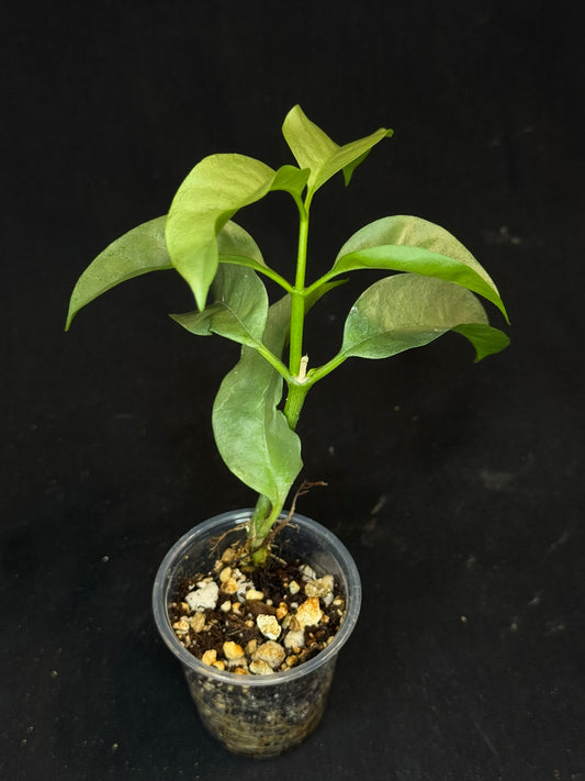 Hoya multiflora silver 'Wonder Phil', silver leaves, active growth, well-rooted