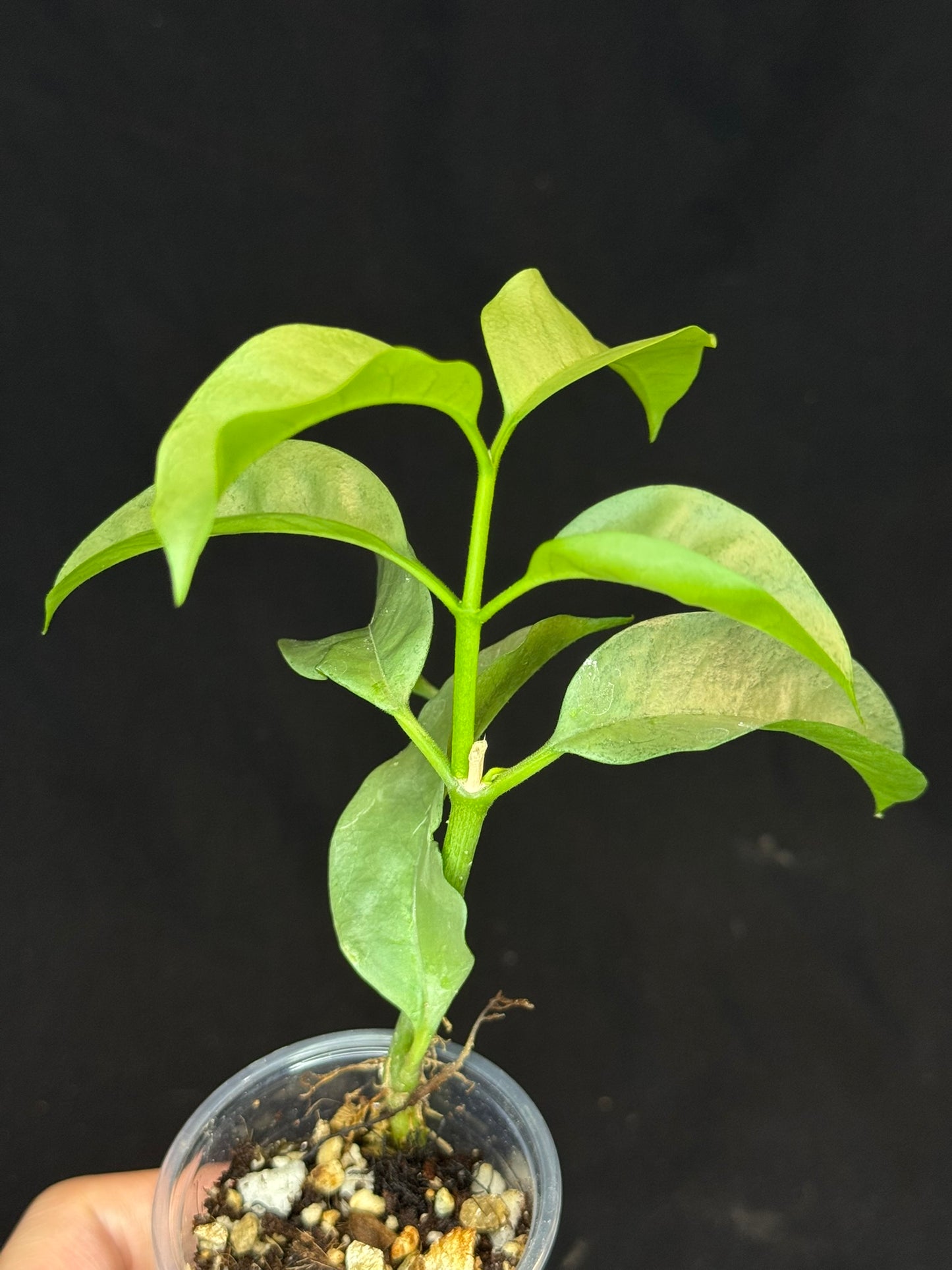 Hoya multiflora silver 'Wonder Phil', silver leaves, active growth, well-rooted