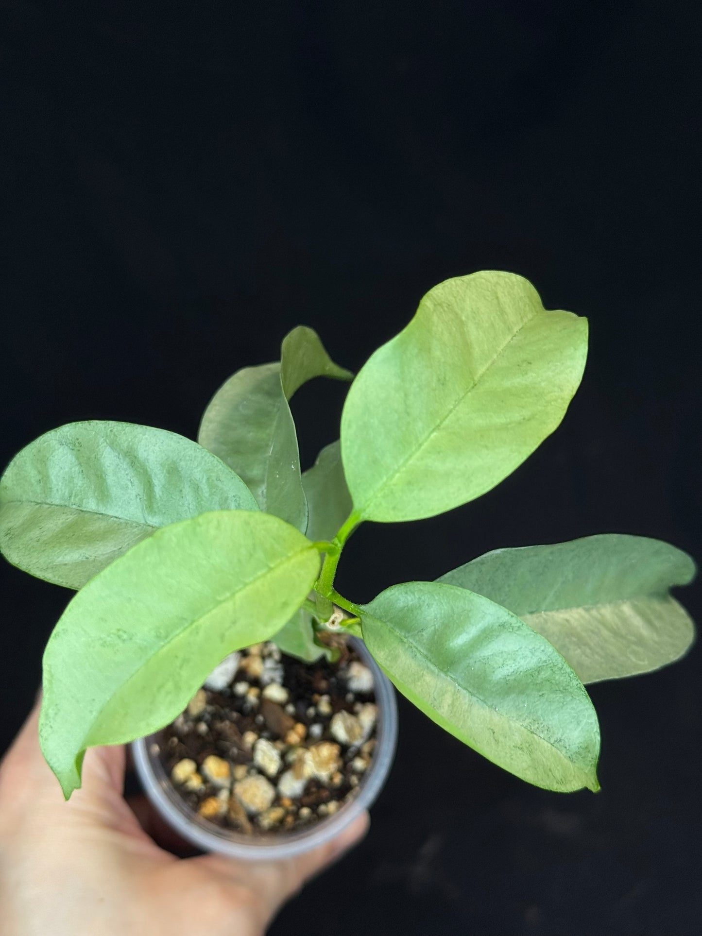 Hoya multiflora silver 'Wonder Phil', silver leaves, active growth, well-rooted