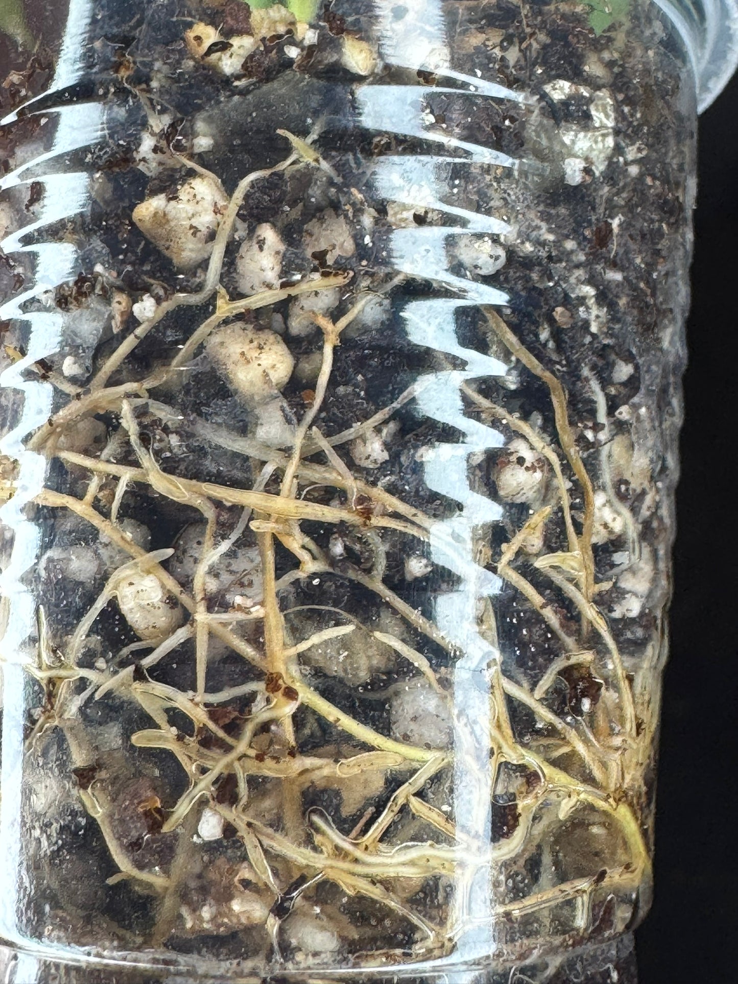 Hoya multiflora silver 'Wonder Phil', silver leaves, active growth, well-rooted