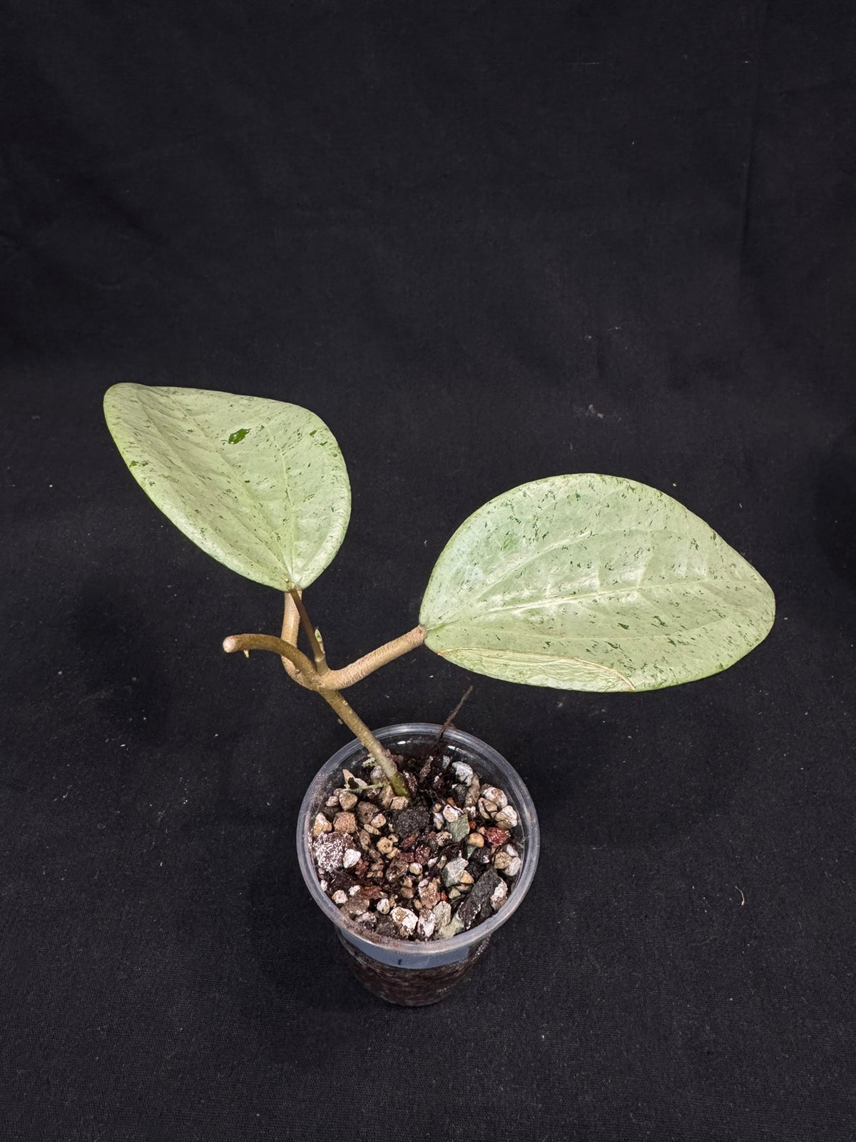 UNICORN🦄! Hoya  glabra gin silver (#1), nice silvery leaves, rare