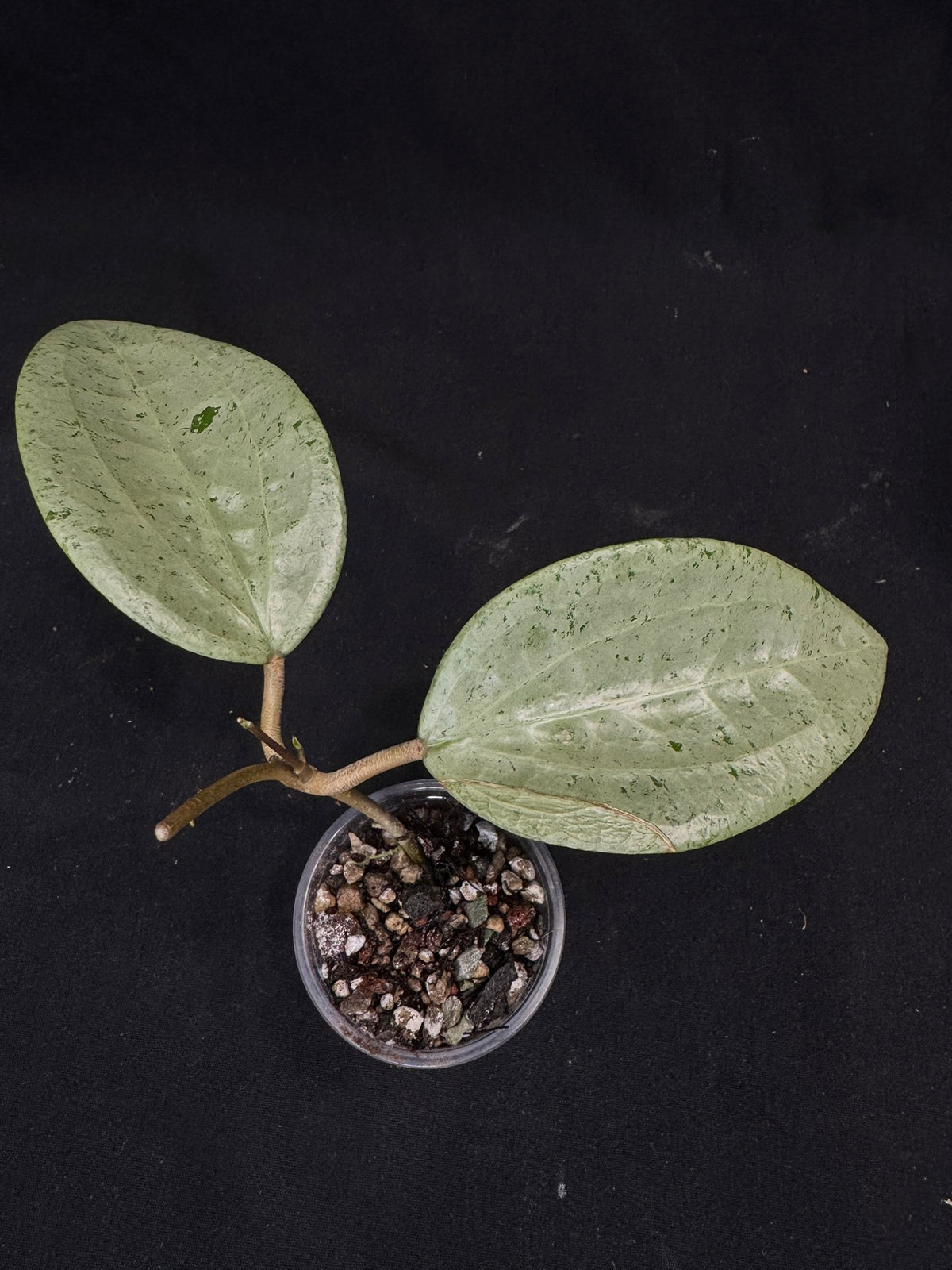 UNICORN🦄! Hoya  glabra gin silver (#1), nice silvery leaves, rare