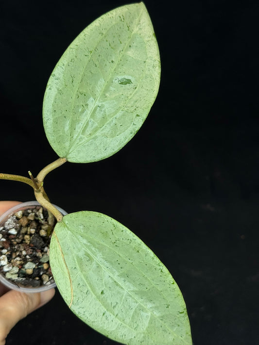 UNICORN🦄! Hoya  glabra gin silver (#1), nice silvery leaves, rare