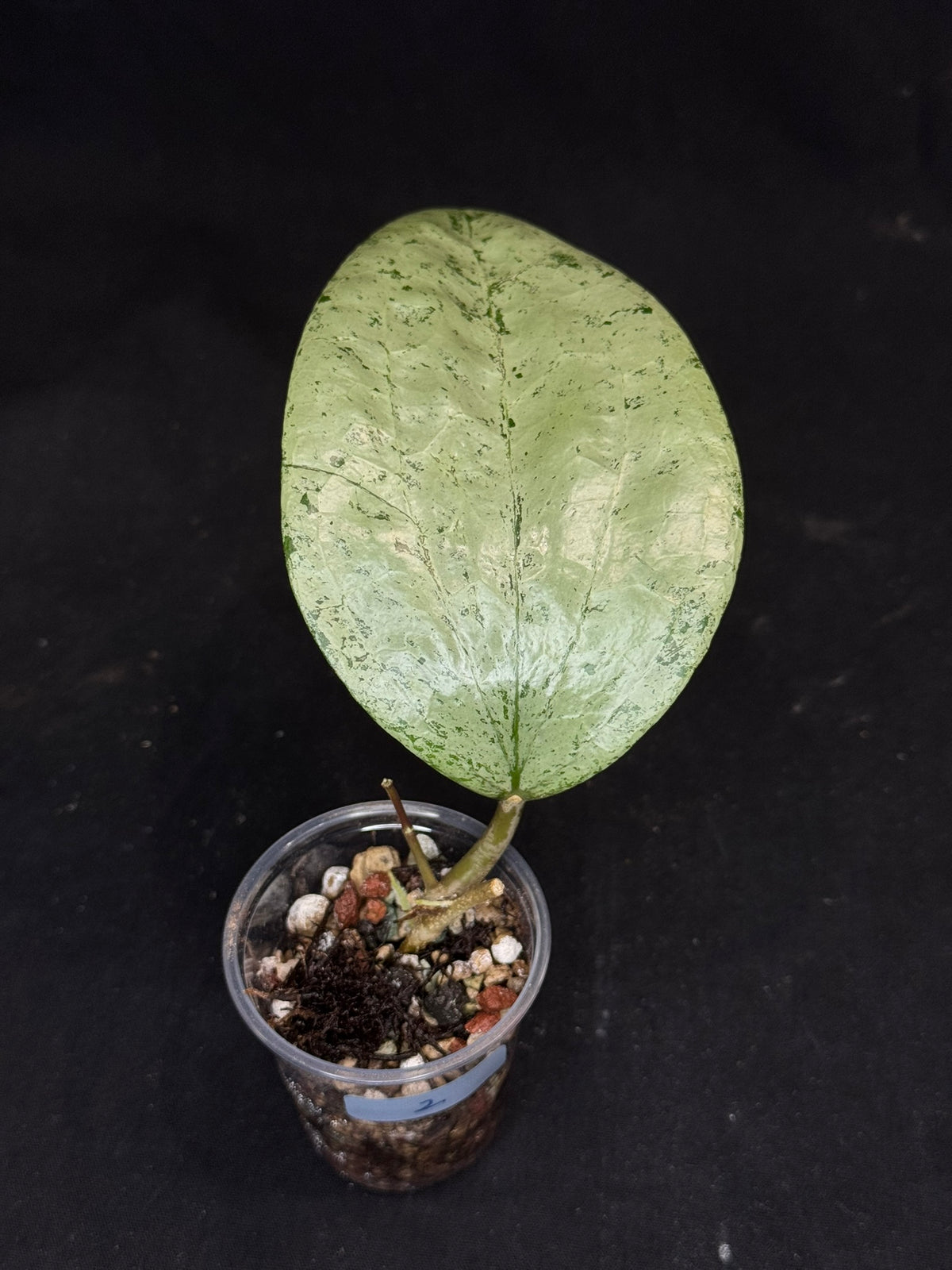 UNICORN🦄! Hoya  glabra gin silver (#2), nice silvery leaves, rare
