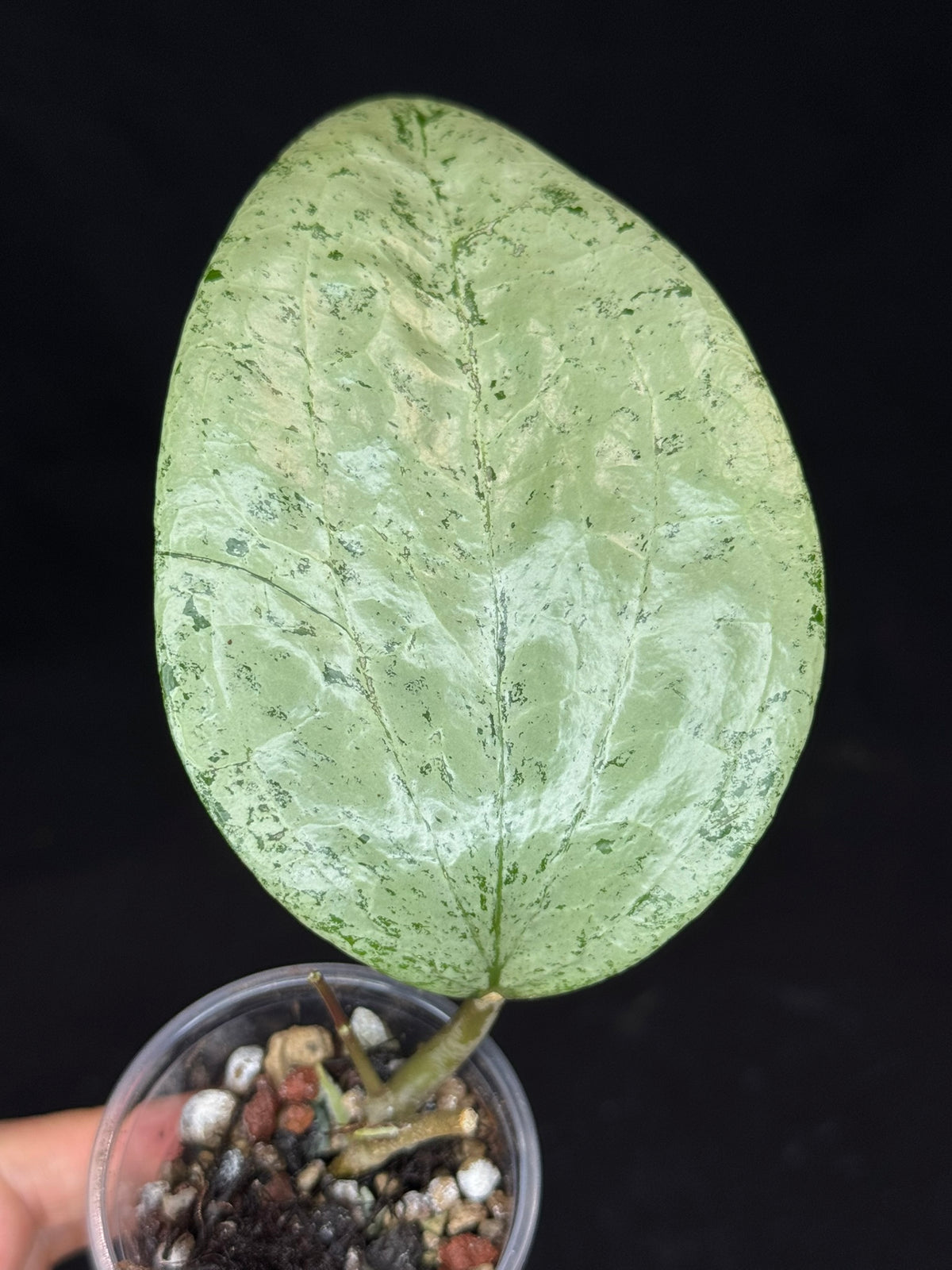 UNICORN🦄! Hoya  glabra gin silver (#2), nice silvery leaves, rare