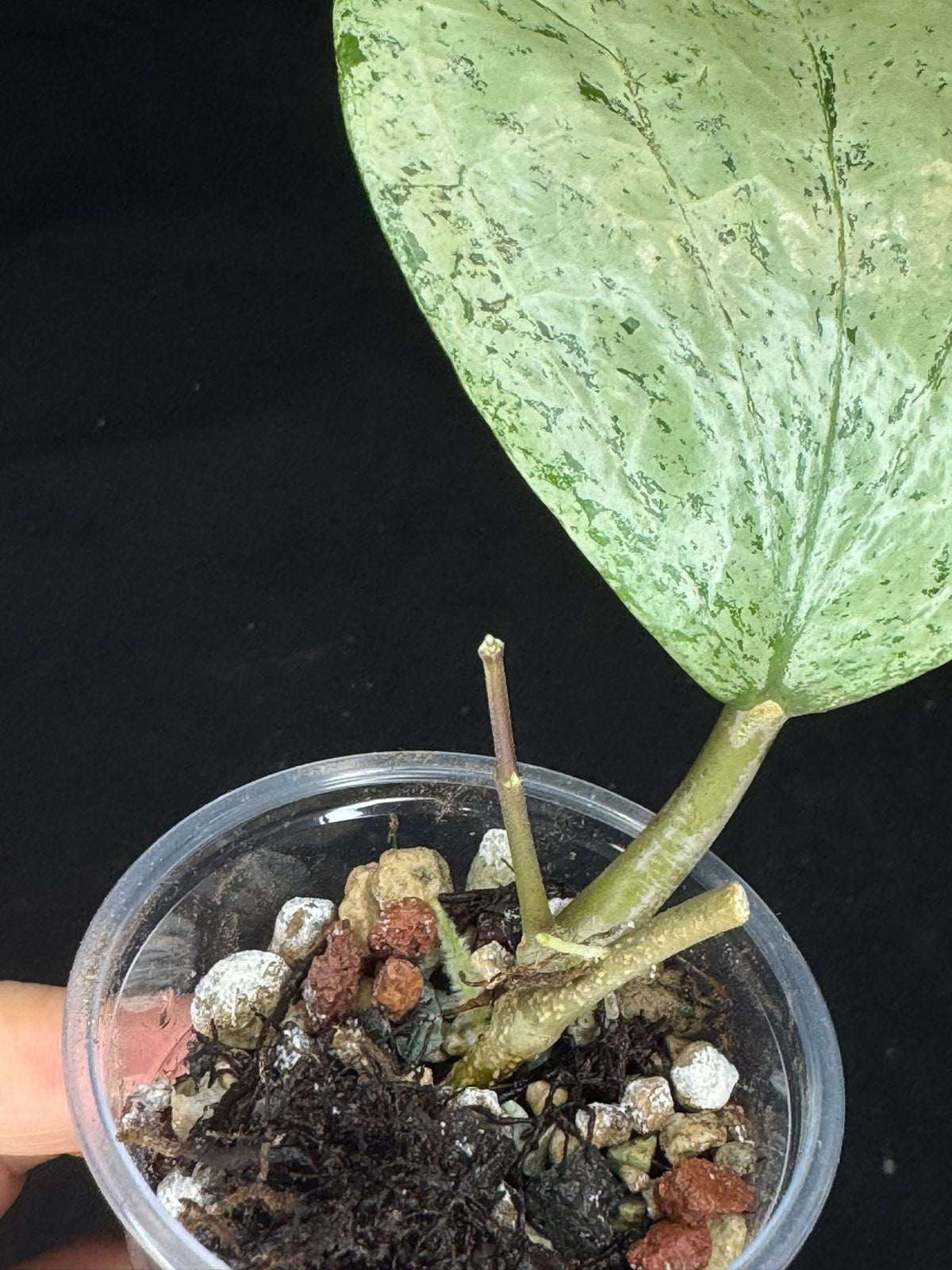 UNICORN🦄! Hoya  glabra gin silver (#2), nice silvery leaves, rare